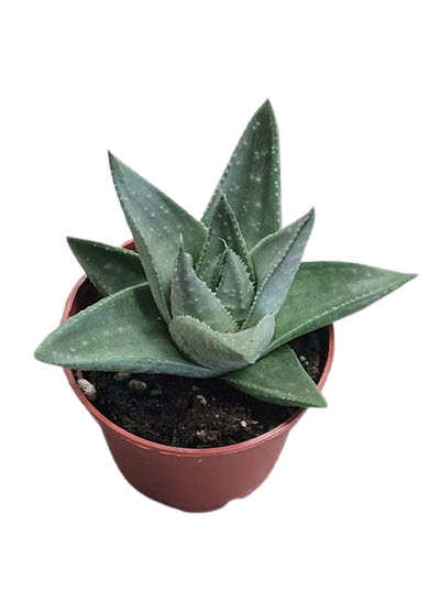 2" Haworthia Savanna